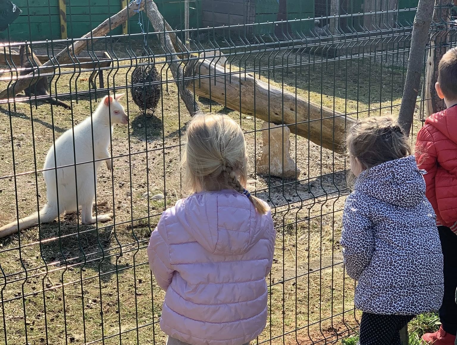 Kinder Zoo